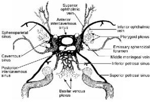 Microsurgical Anatomy Of The Cavernous Sinus Barrow Neurological