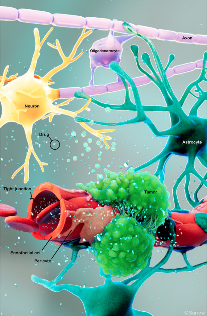 Illustration of the cells of the central nervous system showing a neuron (including axons and dendrites) surrounded by an oligodendrocyte, an astrocyte (glial cells), a blood vessel, and the cells of an astrocytoma.