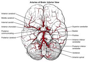 illustration of the blood vessels at the base of the brain where aneurysms are more common