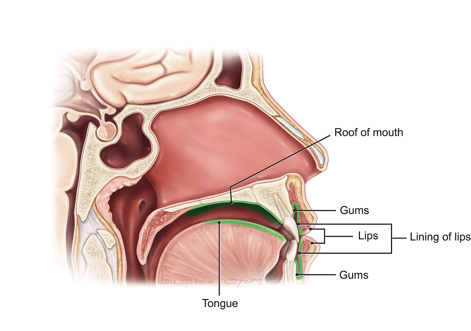 oral cavity tongue